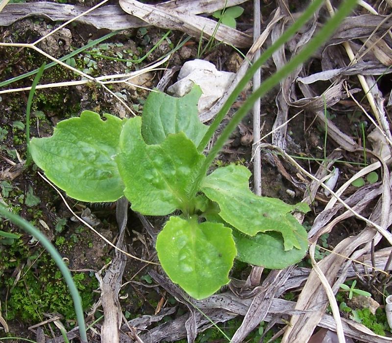 Ranunculus bullatus / Ranuncolo rosulato
